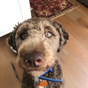 Meet your Posher, Milo